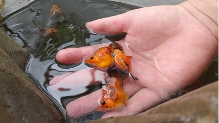 Aktivitas Bersama Pembudidaya_Molly